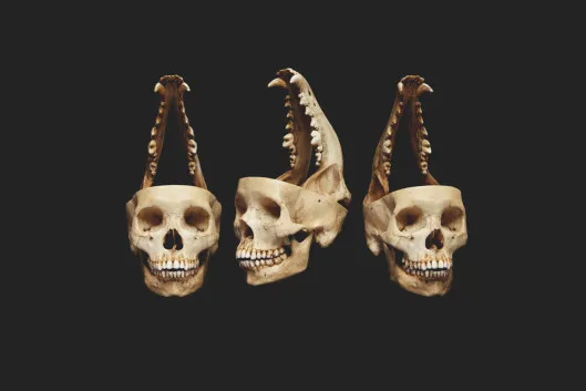 David Ellingsen, «Cry Wolf», Anthropocene