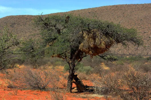 Una famiglia di babbuini si rifugia da una leonessa su un albero.