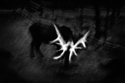 Yorgos Yatromanolakis, Untitled, The splitting of the chrysalis & the slow unfolding of the wings 